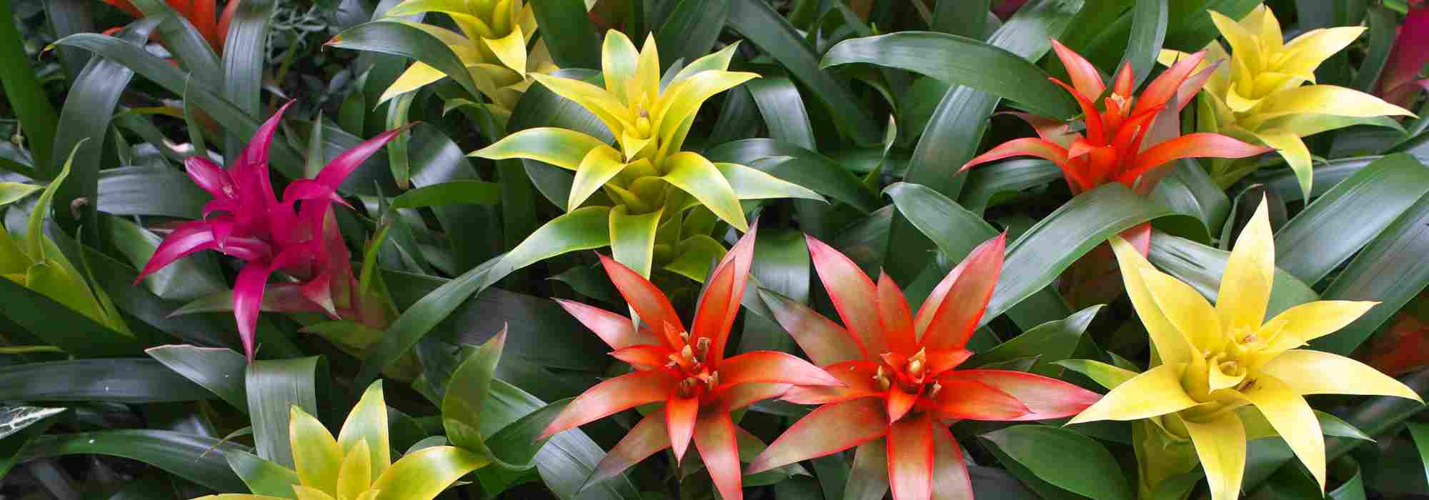 Guzmania: el cuidado a lo largo de las estaciones