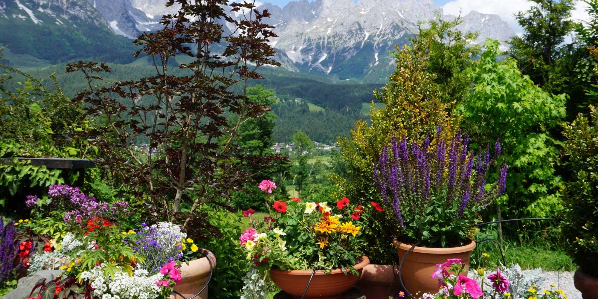 Jardinería a media altitud: ¿qué plantas son adecuadas y qué errores hay que evitar?