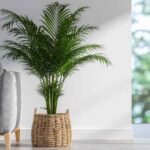 ¿Cómo trasplantar fácilmente una palmera de interior?