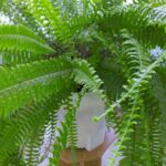 ¿Cómo trasplantar un helecho de interior?