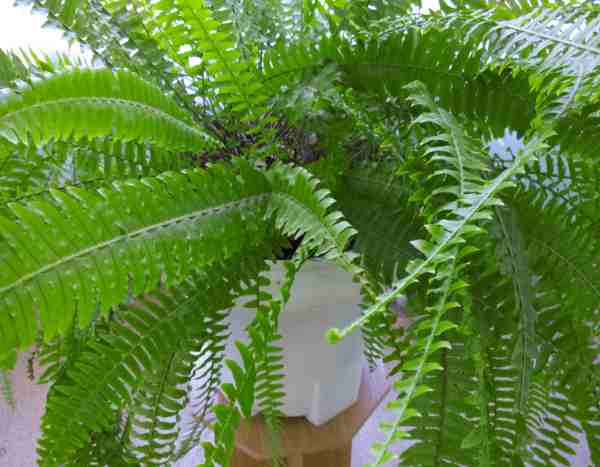 ¿Cómo trasplantar un helecho de interior?