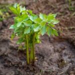 ¿Cómo sembrar el apio de monte?