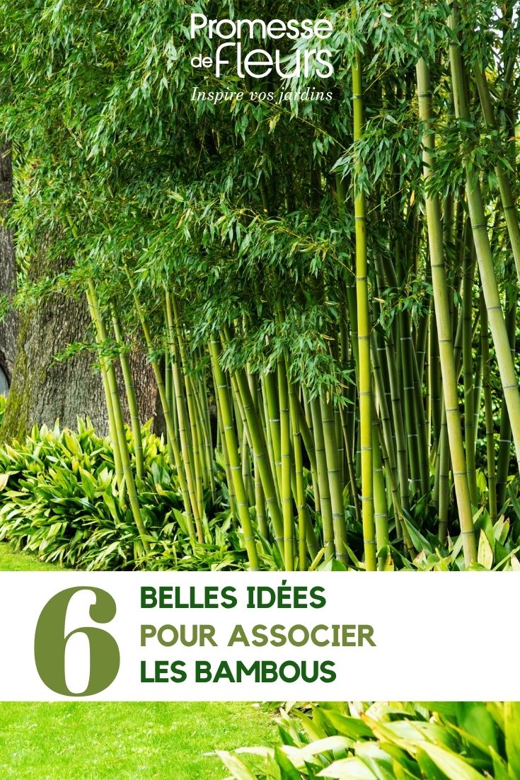 bambúes en el jardín