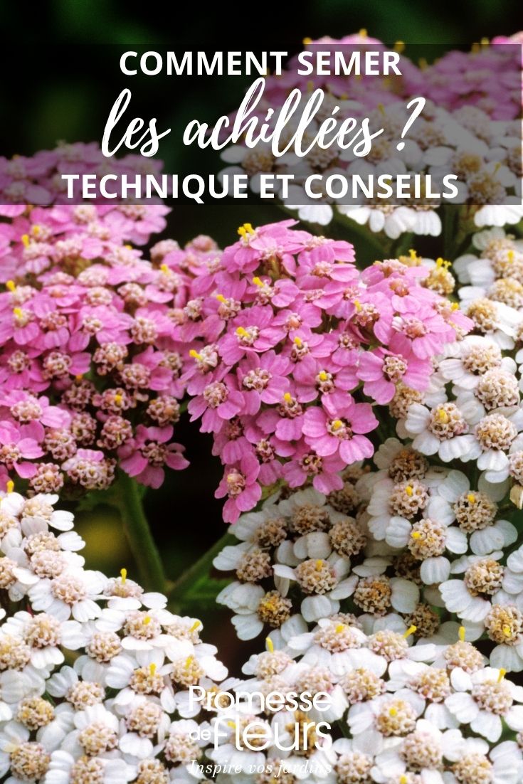 flores de Achillea
