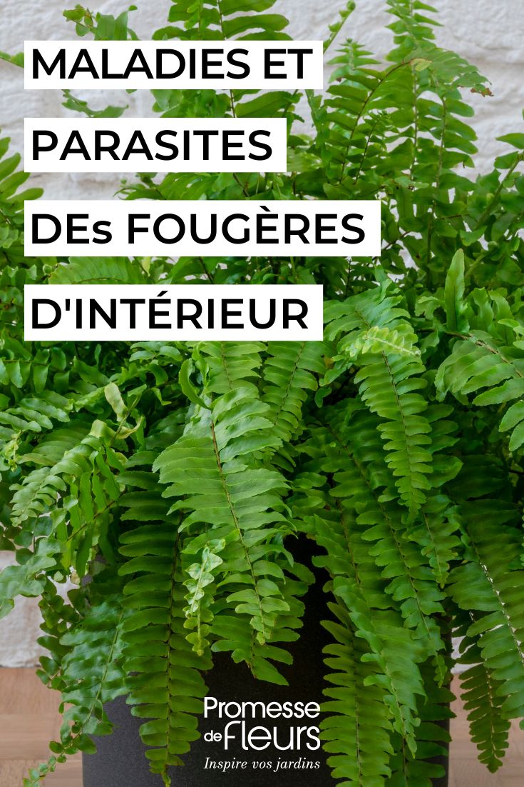 un helecho de interior