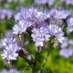 ¿Cómo sembrar la phacelia en el jardín de forma eficiente?