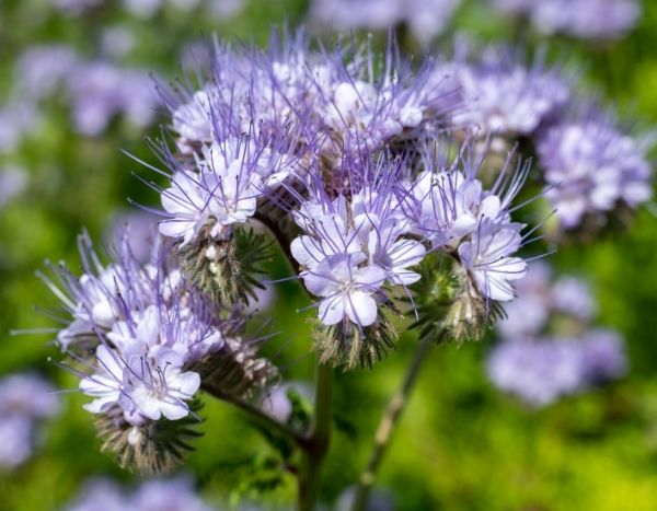 ¿Cómo sembrar la phacelia en el jardín de forma eficiente?