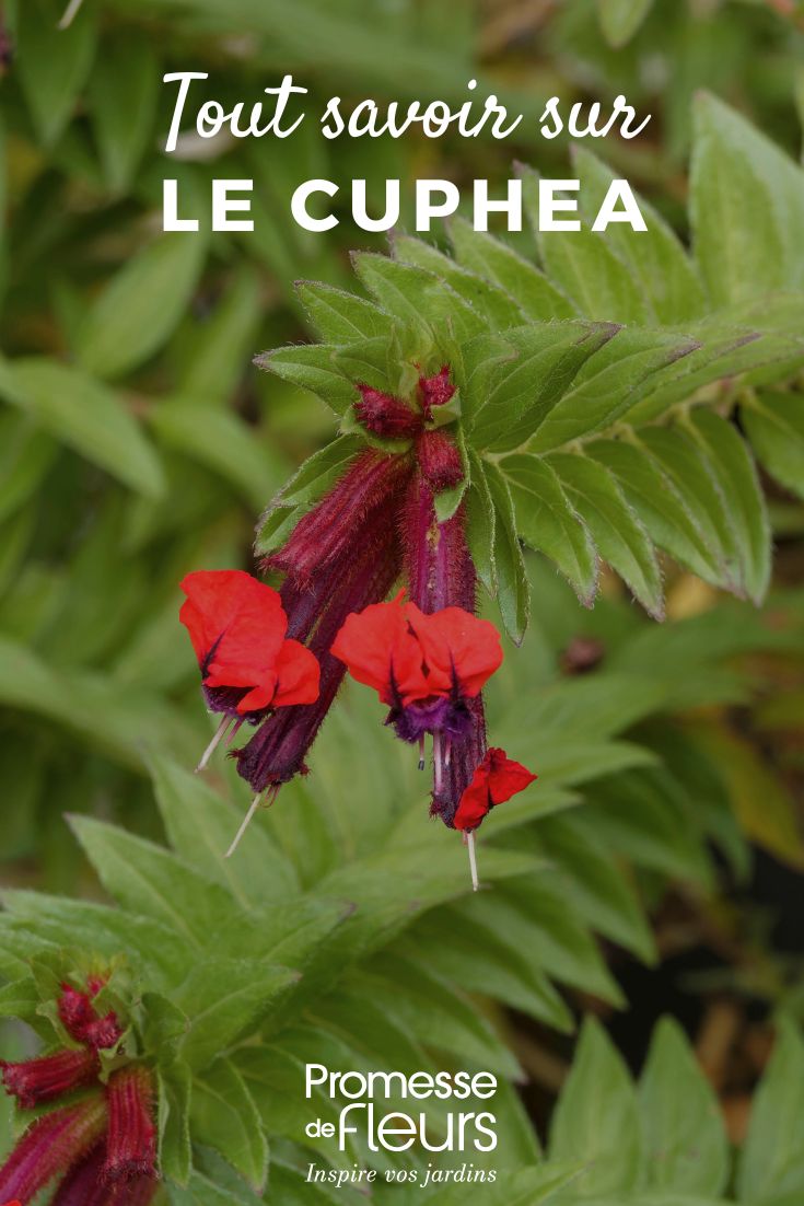 flor de Cuphea
