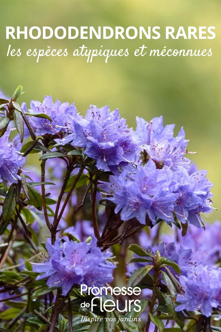 Rhododendron « Blue Tit »