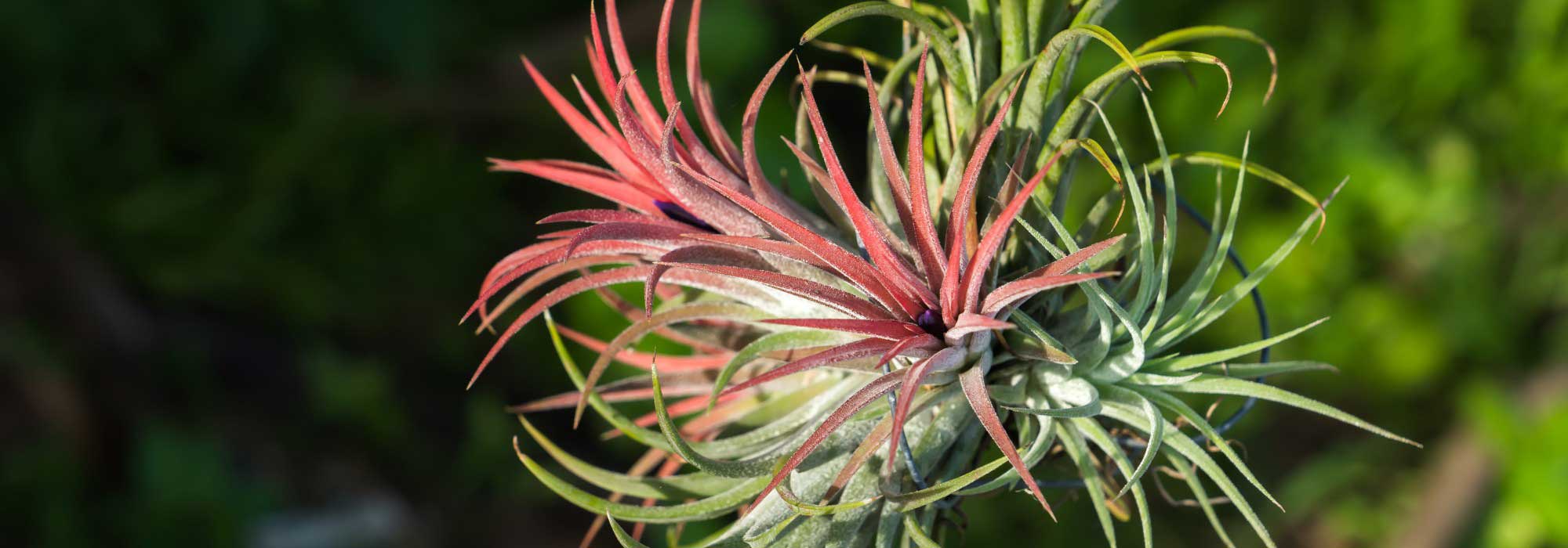 Tillandsia: cultivar y cuidar