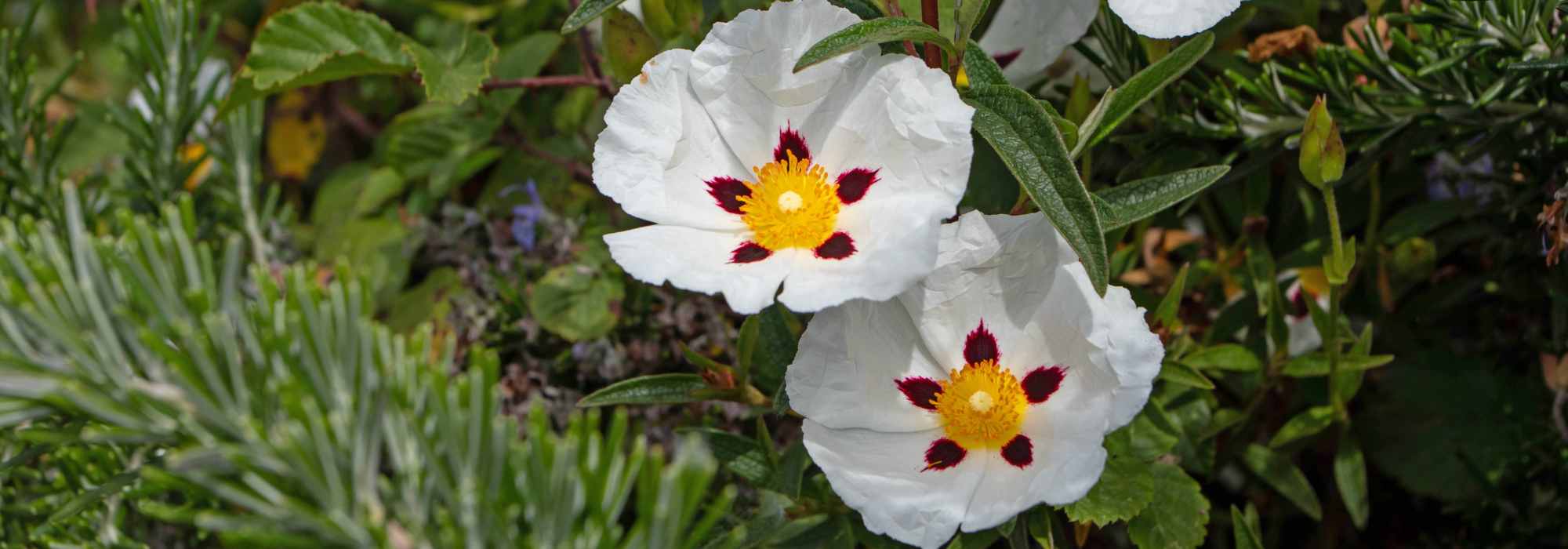 ¿Se ha muerto mi jara? ¿Qué hacer?