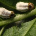 ¿Cómo deshacerse de las Cochinillas en los cítricos?
