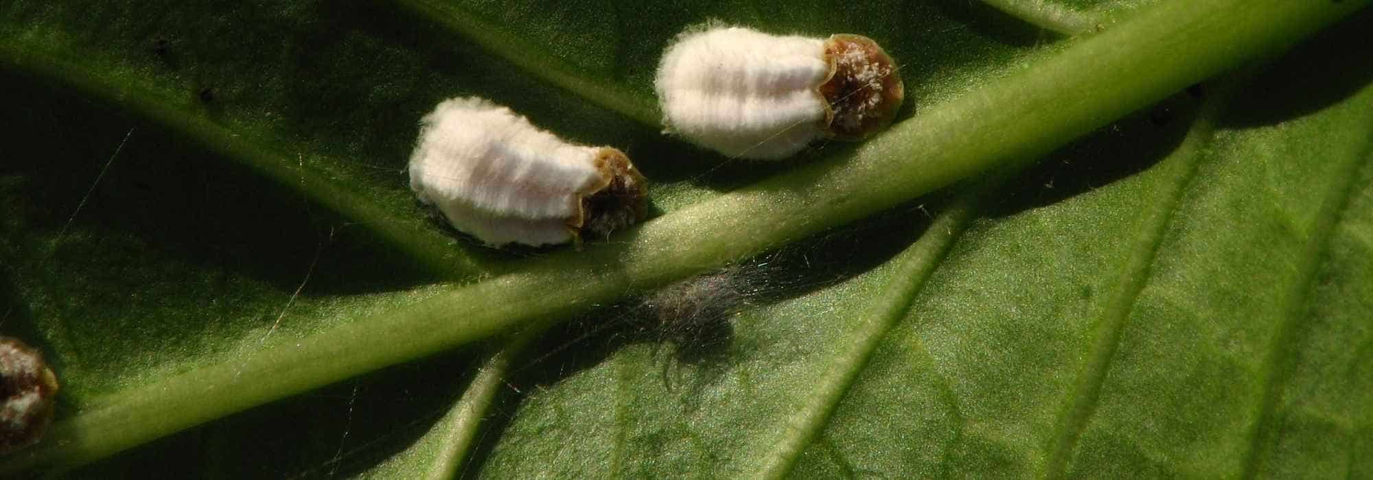 ¿Cómo deshacerse de las Cochinillas en los cítricos?