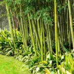 6 ideas bonitas para asociar los bambúes