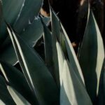 ¿Cómo multiplicar los Maguey?