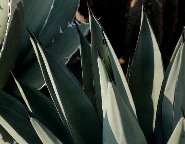 ¿Cómo multiplicar los Maguey?