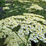 ¿Cómo sembrar las Achillea?