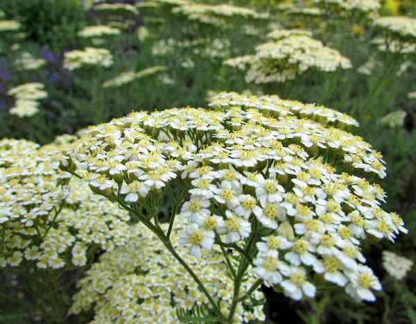 ¿Cómo sembrar las Achillea?