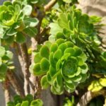¿Cómo multiplicar el Aeonium?