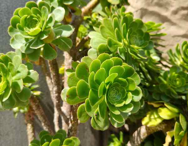 ¿Cómo multiplicar el Aeonium?