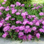 ¿Cómo multiplicar el Delosperma?
