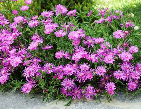 ¿Cómo multiplicar el Delosperma?