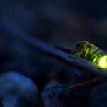 El gusano luminoso en el jardín: un depredador temible para los caracoles