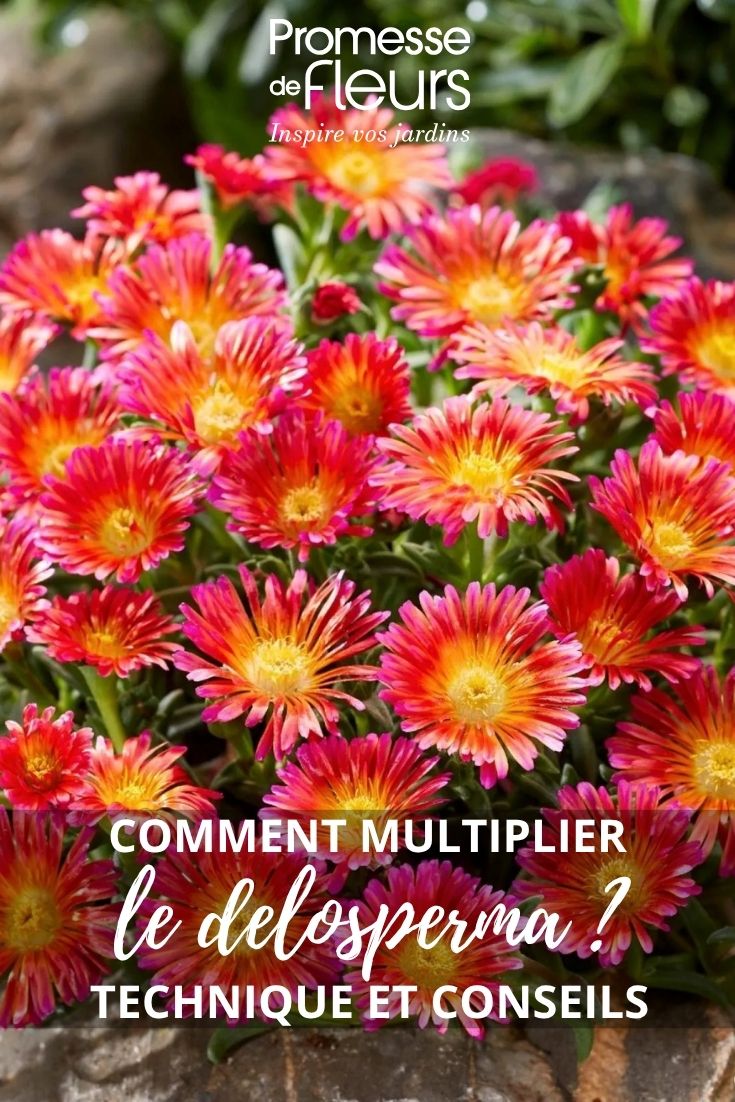 flores de delosperma
