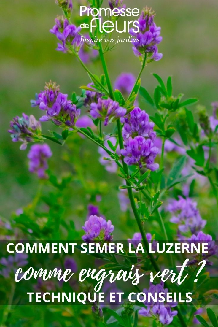 flor de alfalfa