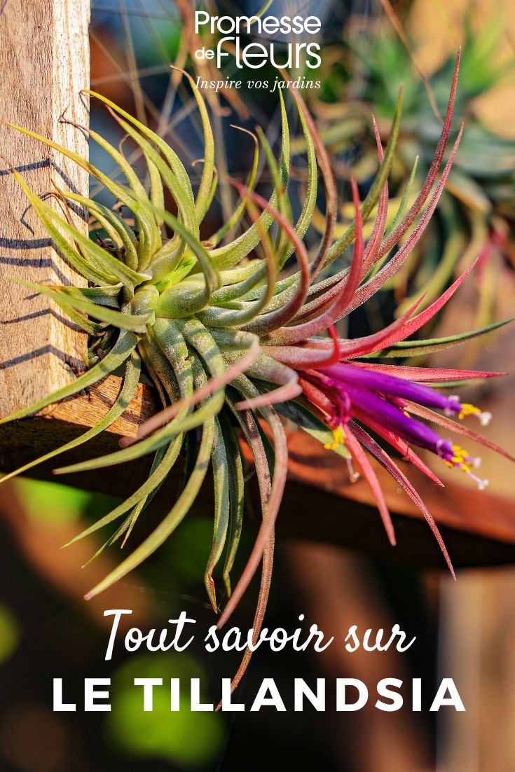 Planta: Tillandsia