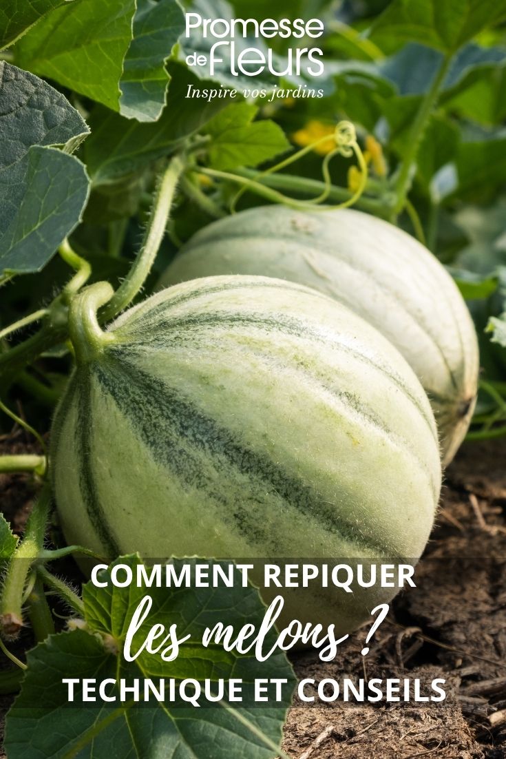 repiquaje de los melones