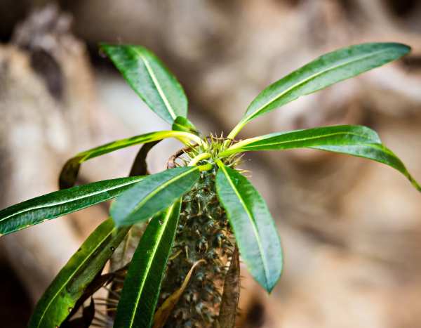¿Cómo multiplicar la palmera de Madagascar?