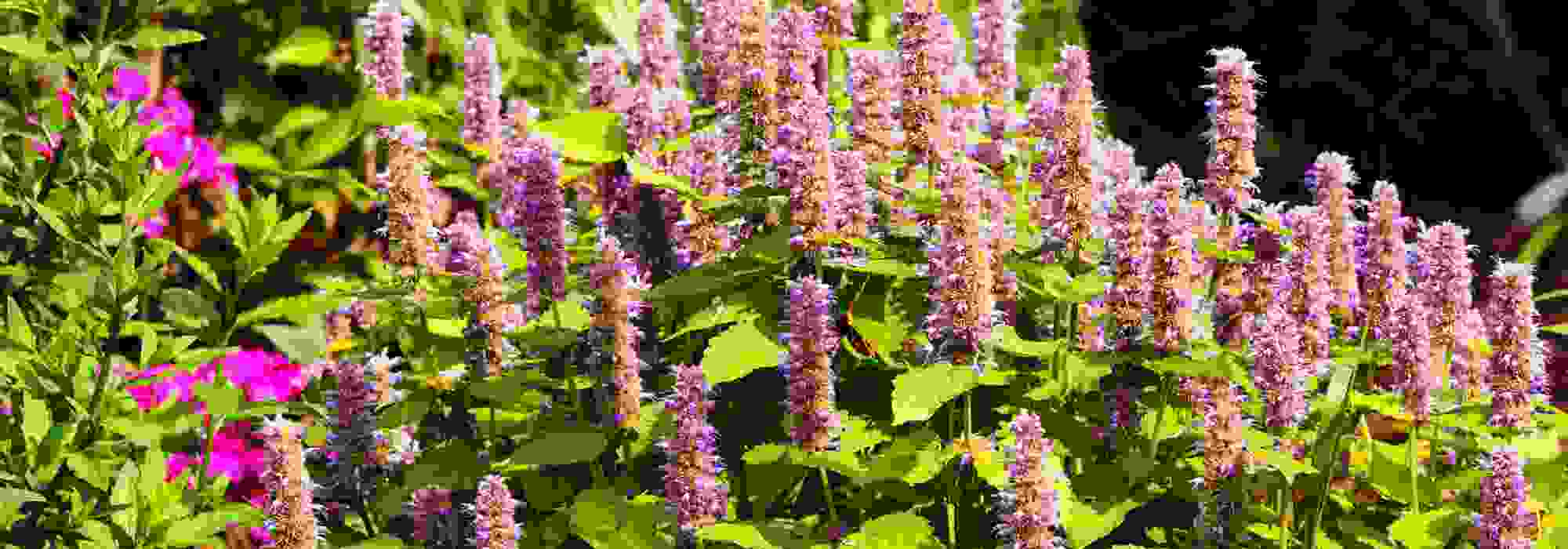 Las plantas aromáticas y ornamentales