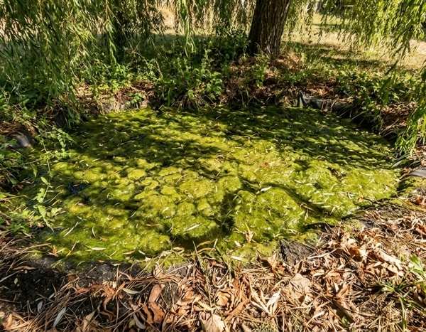 ¿Cómo perder el mantenimiento del estanque de tu jardín?