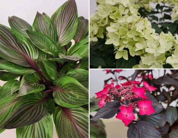 Chelsea Flower Show 2026: descubre las plantas premiadas