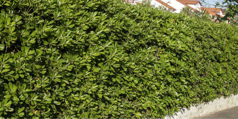 ¿Cómo plantar un seto de Pittosporum?