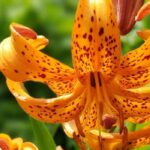 Descubre los lirios botánicos, salvajes y elegantes