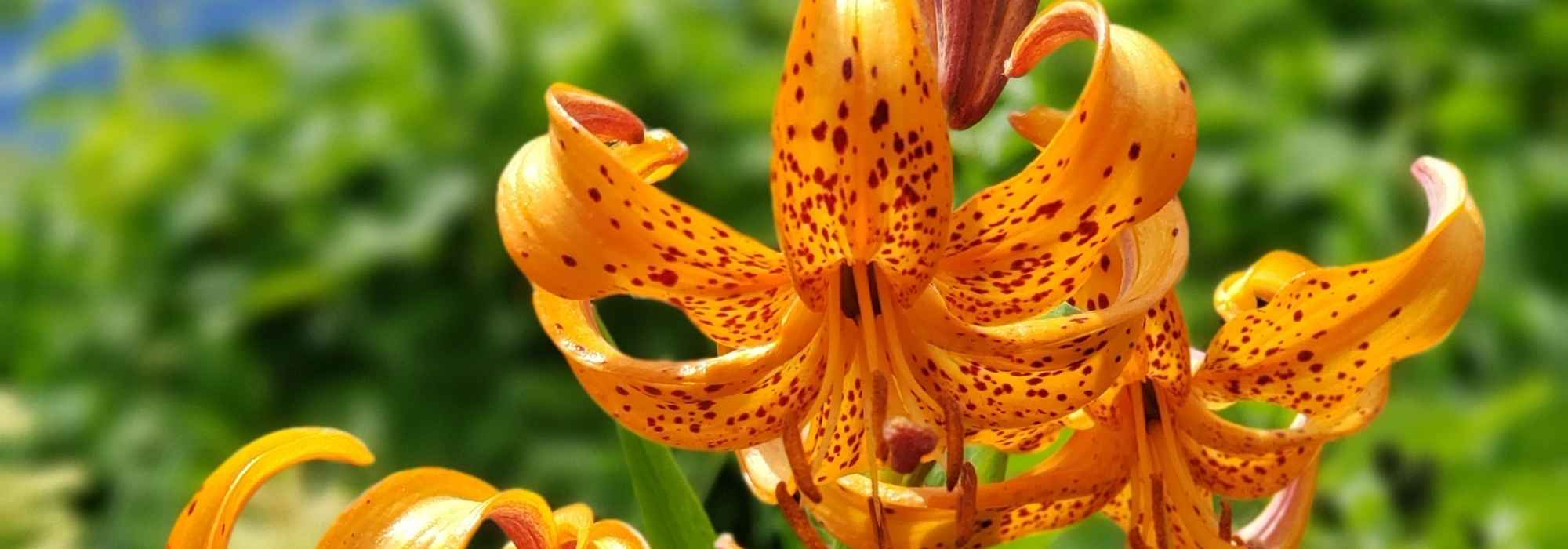Descubre los lirios botánicos, silvestres y elegantes