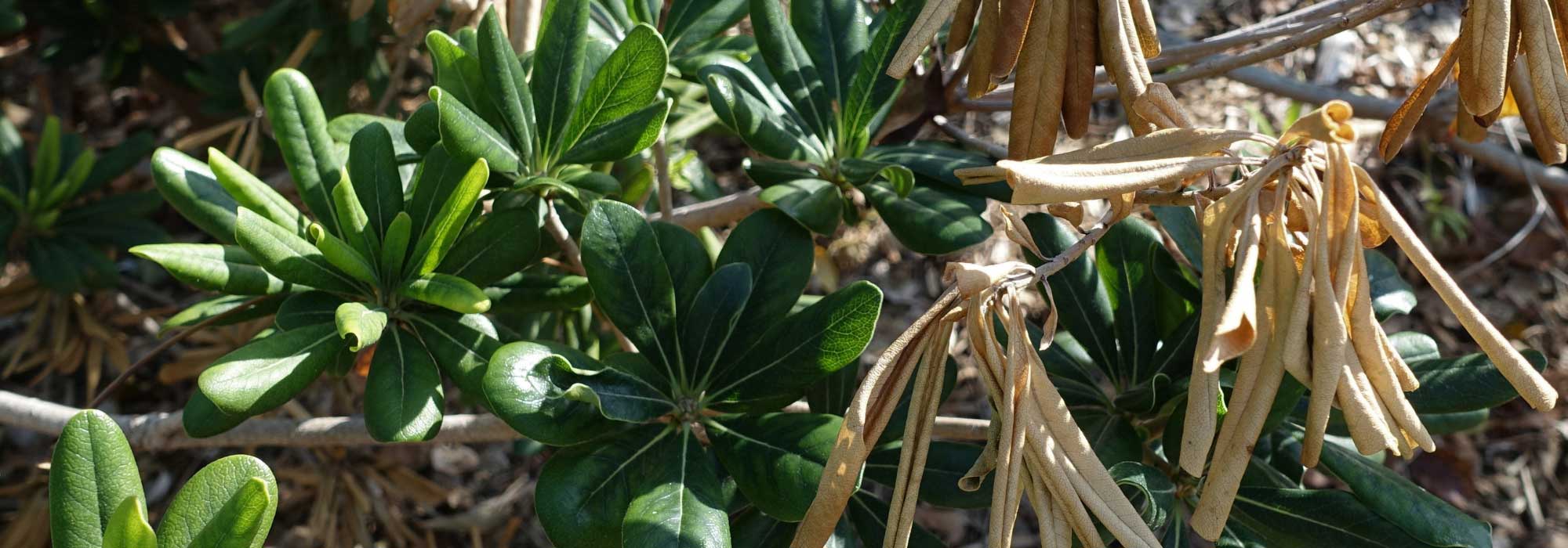 Las enfermedades y parásitos del Pittosporum