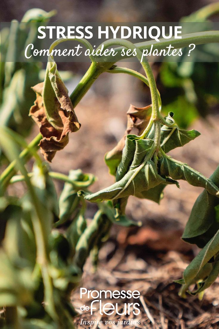 planta sedienta