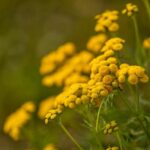 Me gusta / No me gusta: el amarillo en el jardín