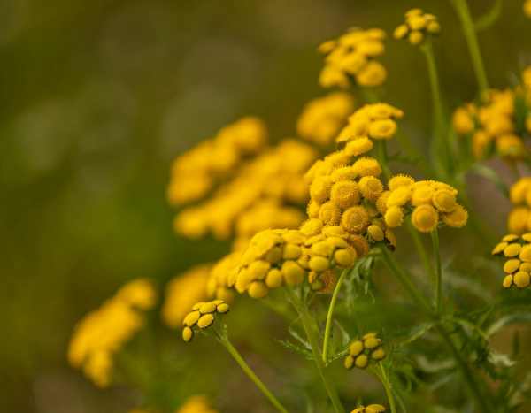 Me gusta / No me gusta: el amarillo en el jardín