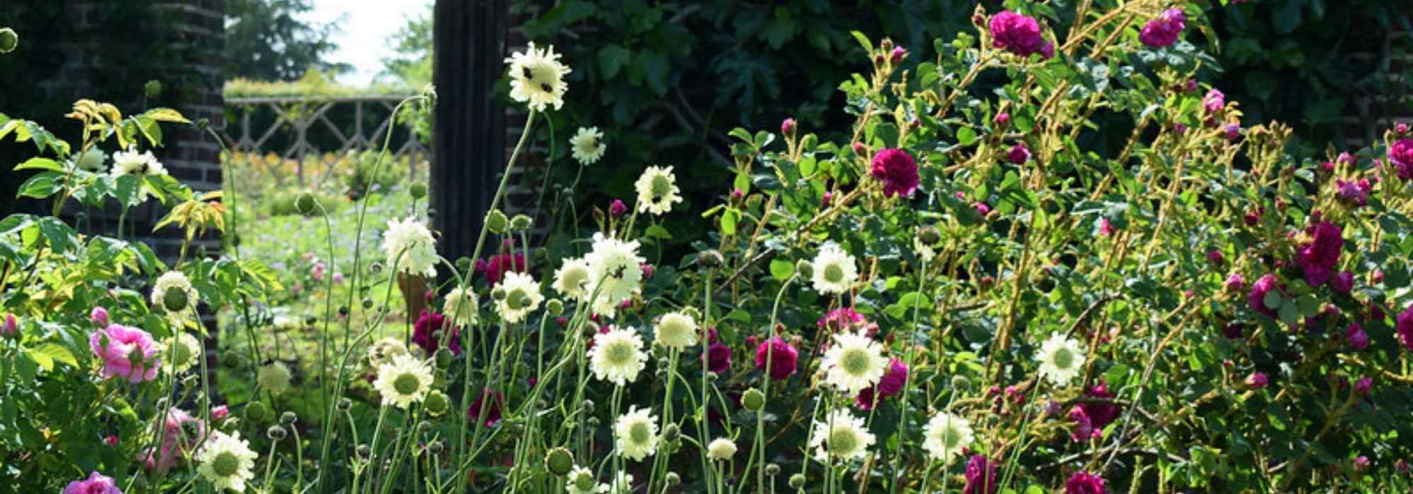 Las vivaces altas: unas gigantes indispensables para el jardín