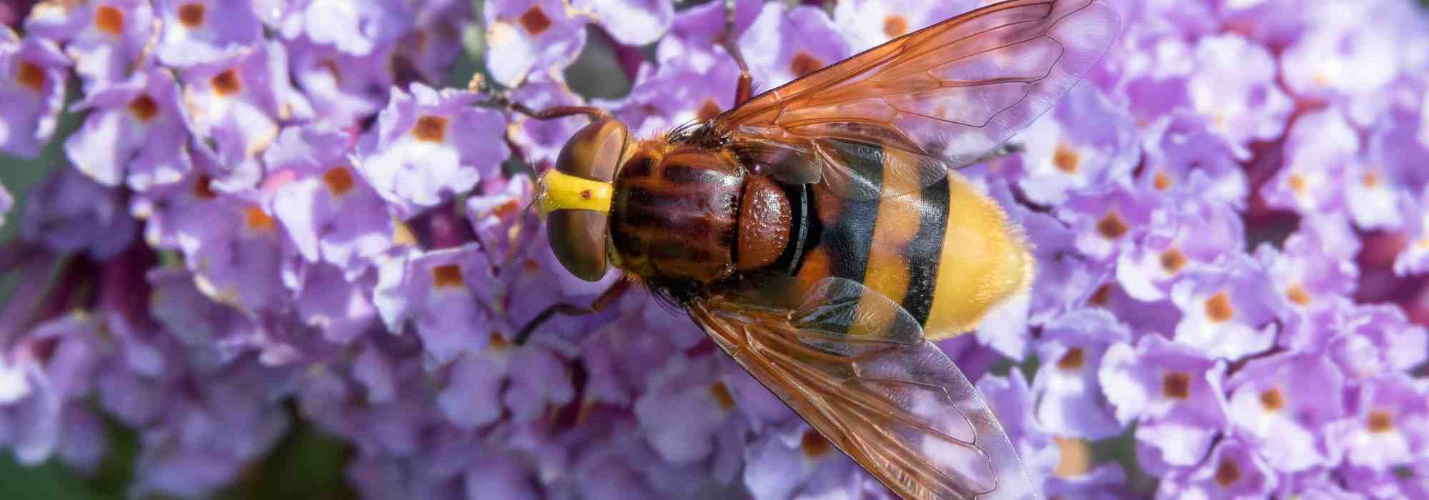 Las plantas que atraen a los avispones