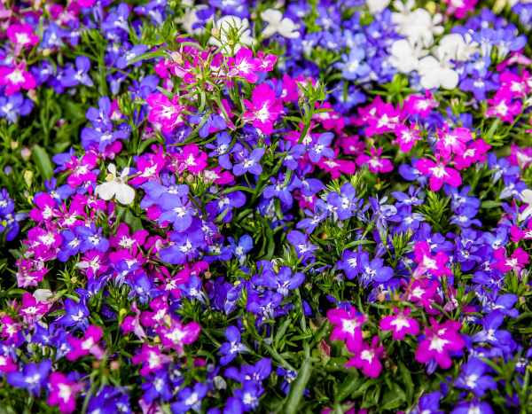 ¿Cómo sembrar las lobelias?