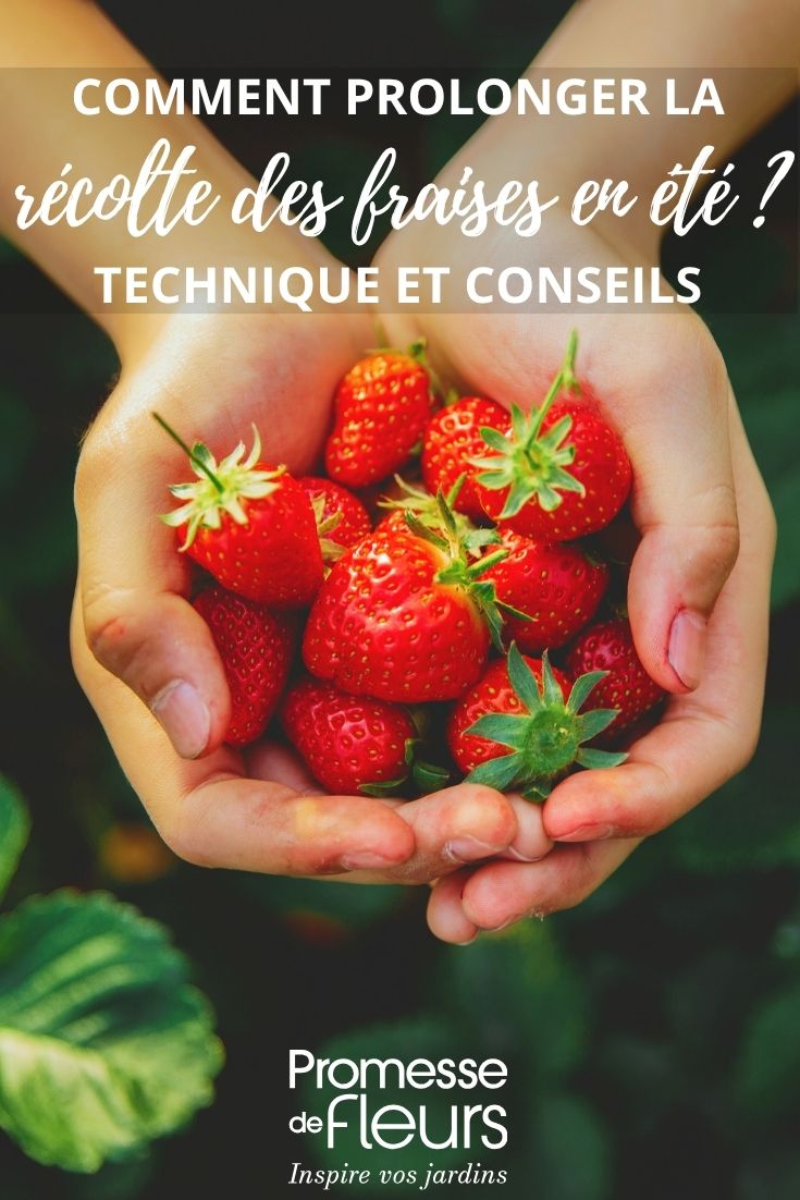 Fresas bonitas recogidas en el jardín