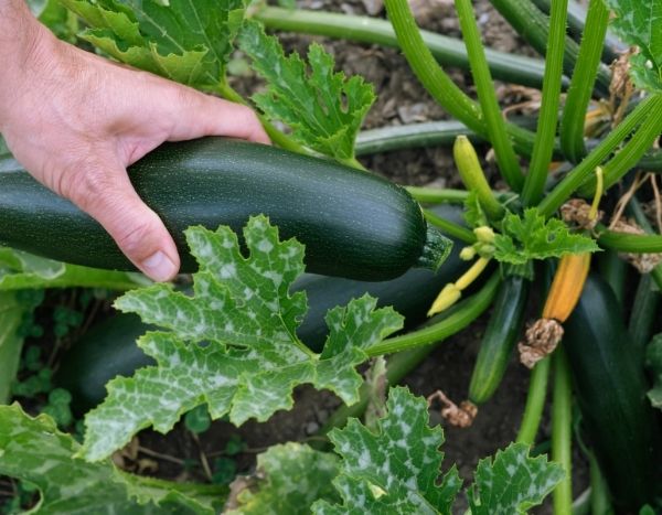 ¿Cómo cosechar y conservar bien los calabacines?