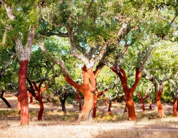 El corcho: un material natural que hay que aprovechar y reciclar