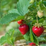 ¿Cómo prolongar la cosecha de las fresas en verano?