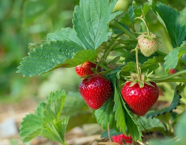 ¿Cómo prolongar la cosecha de las fresas en verano?